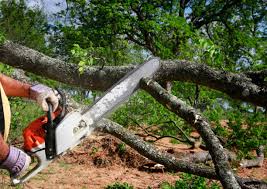 Best Seasonal Cleanup (Spring/Fall)  in Dale, PA