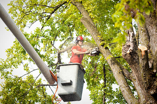  Dale, PA Tree Removal Services Pros